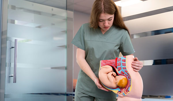 Fetal organs and facial structures