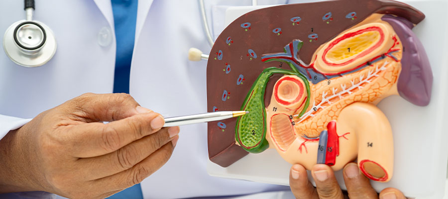 Gallbladder and bile ducts