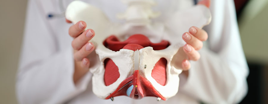 Other relevant pelvic structures 