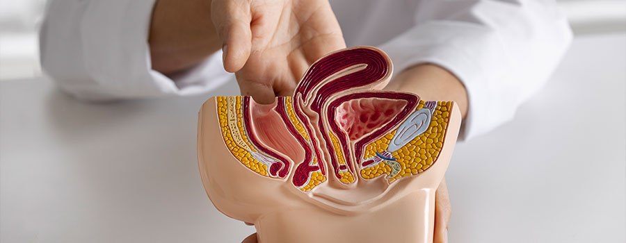 Prostate