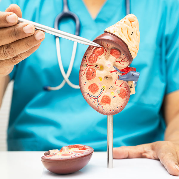 What to Expect During Your Kidney Ultrasound in Siliguri
